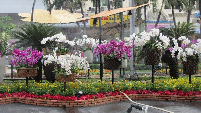 Đường hoa Nguyễn Huệ khoe sắc trước giờ khai mạc - ảnh 14